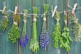 garšaugi kāju nagu sēnītes ārstēšanai