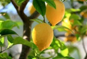 citrons pret kāju sēnīti